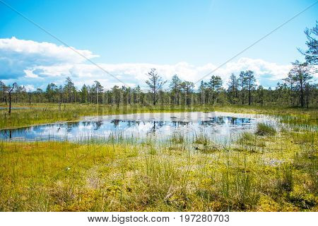 A Viru Raba Swamp Lake In Estonia.