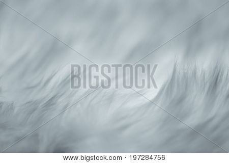 closeup fur. softly gentel smooth calm and subtle detail emotional concept.