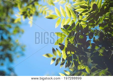 Bright green leaves in a summer forest. Fresh and green leaves of acacia on a blue sky background. Fresh and organic leaves acacia. Sunny green foliage.