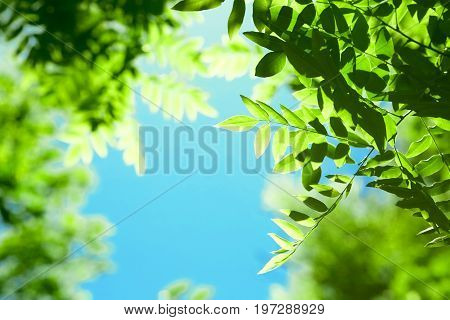 Bright green leaves in a summer forest. Fresh and green leaves of acacia on a blue sky background. Fresh and organic leaves acacia. Sunny green foliage.