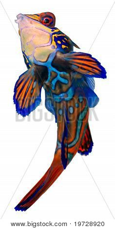 Китайский окунь. Synchiropus Splendidus.