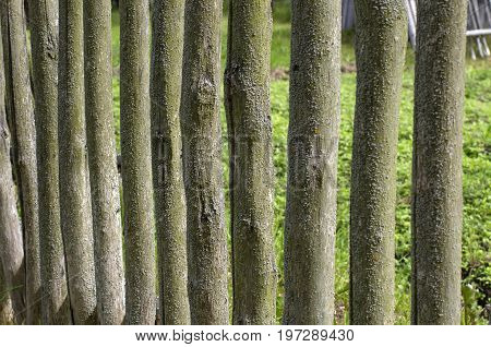 Mossy wooden fence in the cracks in the old Russian style lit the summer sun