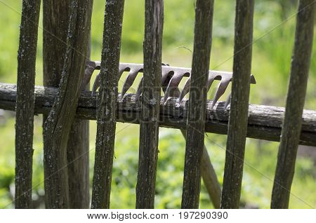 Metal rake lying on the mossy wooden fence in the old Russian style on blurred background