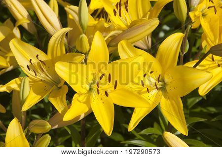 Yellow lily flowres on a flower bed closeup