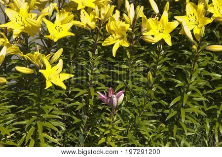 Yellow lily flowres on a flower bed closeup