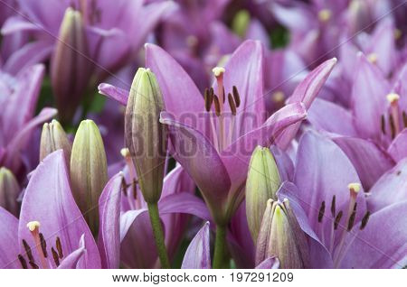 Pink lily flowres on a flower bed closeup