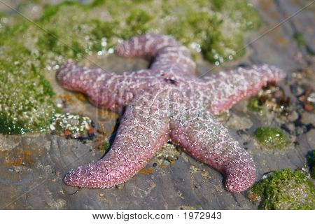 ปลาดาว Tidepool