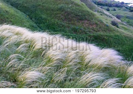 Field with wild feather grass rural nature concept