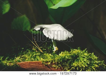 Mushroom in the forest. Close up. Beautiful natural background.