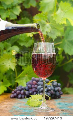 Waiter Pouring A Glass Of Red Wine, Outdoor Terrace, Wine Tasting In Sunny Day, Green Vineyard Garde