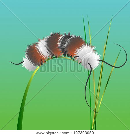 A furry caterpillar on a grass straw. EPS 10 vector