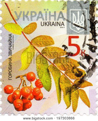 UKRAINE - CIRCA 2017: A postage stamp printed in Ukraine shows Mountain ash circa 2015