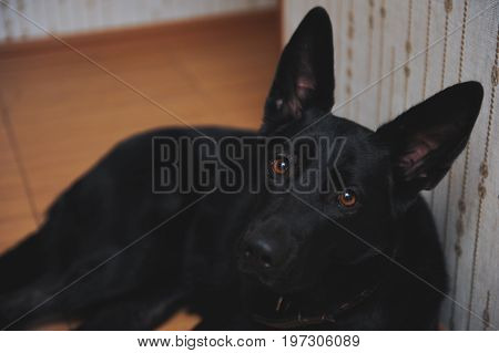 The black dog on the floo in house.