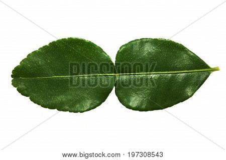 fresh green Citrus hystrix leaves on white background