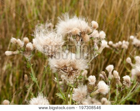 White Fluffy Milk Thistle Reed Heads Swaying In Wind