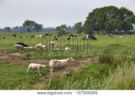 Sheep lambs and cows grazing on green pasture in the Netherlands
