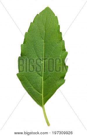 fresh green Ocimum tenuiflorum leaves on white background