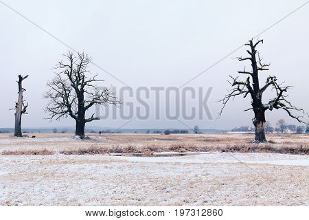 Oaks in the winter aura. Rogalin Landscape Park in Poland Wielkopolska.