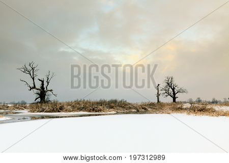 Oaks in the winter aura. Rogalin Landscape Park in Poland Wielkopolska.