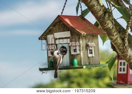 Close-up Of A Blue Titmouse At A Birdhouse