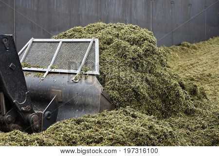 The front loader rolls into chaff a silo pit.