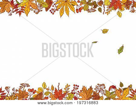 Vector colourful outline background sketch autumn leaves, cones, dried flowers and berries. Seamless borders with herbal graphics and place for text about sale or holiday congratulations.