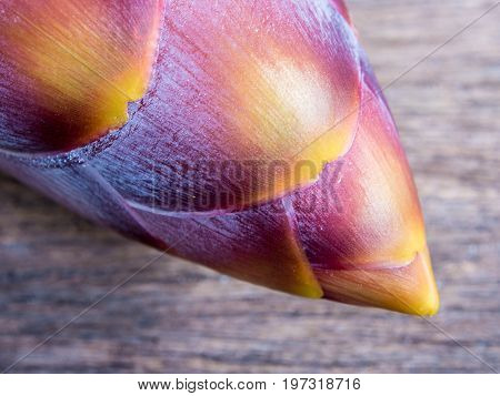 Silver Bluggoe Banana Blossom