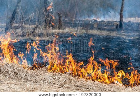 The Front Line Of The Spreading Forest Fire