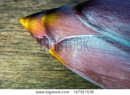 Silver Bluggoe Banana Blossom