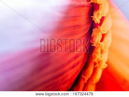 Silver Bluggoe Banana Blossom