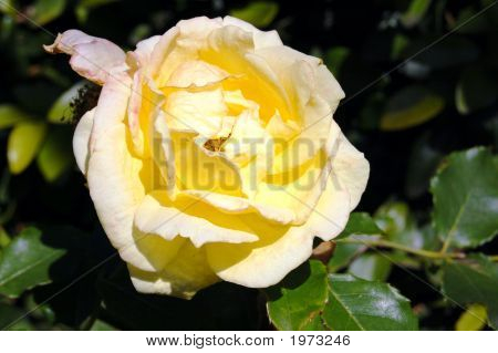 Close Up Of A Yellow Rose