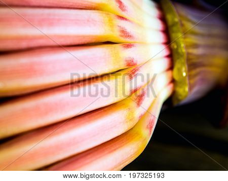 Silver Bluggoe Banana Blossom