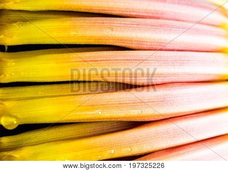 Silver Bluggoe Banana Blossom