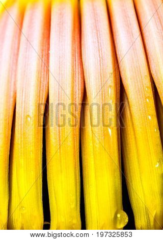 Silver Bluggoe Banana Blossom
