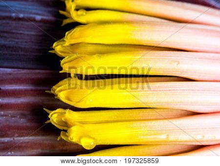 Silver Bluggoe Banana Blossom
