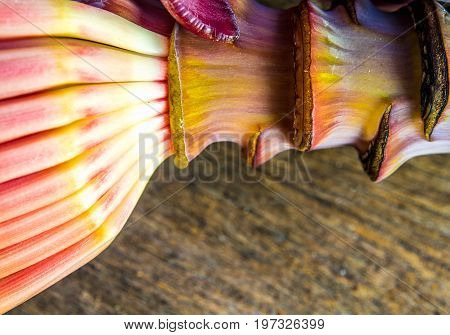 Silver Bluggoe Banana Blossom