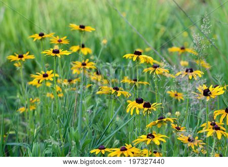 Yellow black eyed susans appear in a a grassy field.