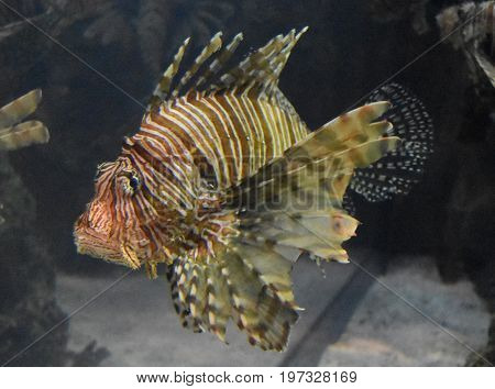 Great look at a turkeyfish with stripes under the water.