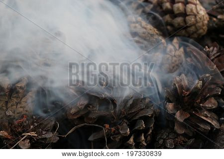 Christmas And New Year Imege. Postcard. Forest. Fir Cones On Fire.