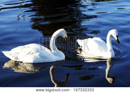 One image of my swans series taken during the month of July on the fresh water shorline of Ontario Canada.