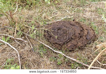 Dried cow dung on dry grass compost fertilizer close-up
