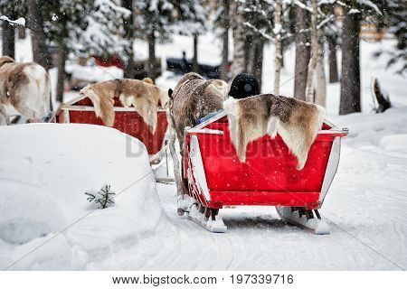 Reindeer Sleigh Safari And People Forest Lapland Northern Finland