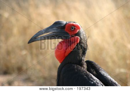 Ground Hornbill