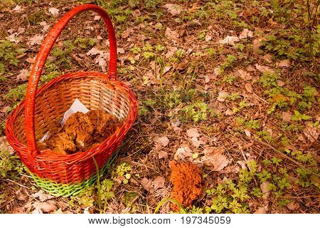 Mushroom basket and Gyromitra at forest background