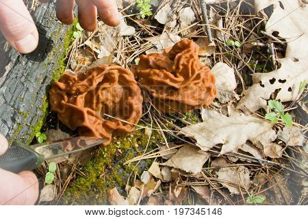 Conditionally edible spring Gyromitra Morel mushroom at nature background