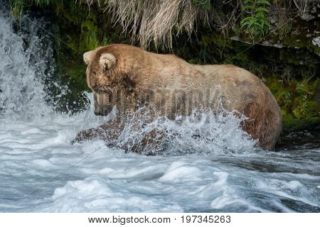 Alaskan Brown Bear Fishing