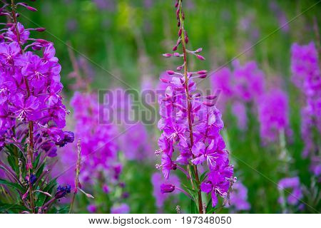 Fireweed In A Meadow In Alaska