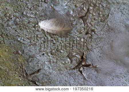 trails and bird feathers signs for Pathfinder, texture