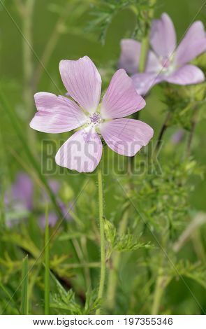 Musk Mallow