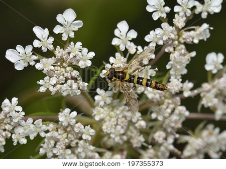 Hoverfly - Sphaerophoria Scripta